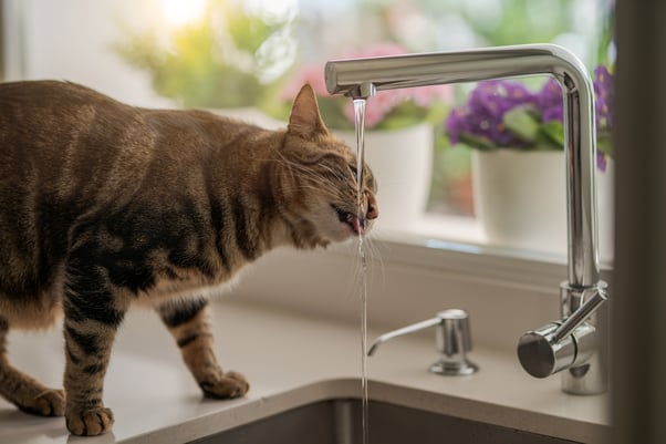 Cat drinking from a kitchen tap. 