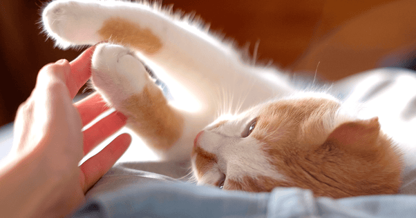Orange and white cat laying on side gently grabbing person's hand with paws
