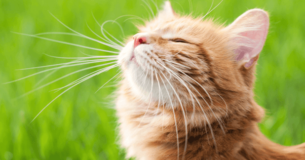 Orange tabby cat in field of grass