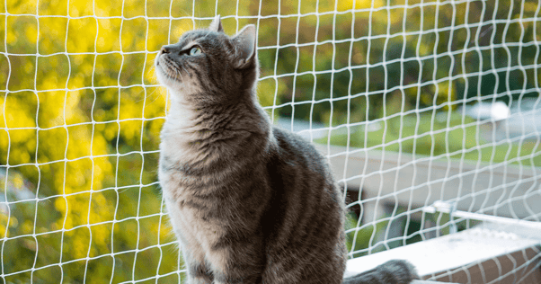 Cat sitting on patio with netting surrounding