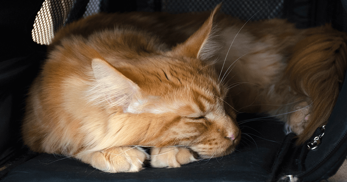 Orange tabby sleeping peacefully in cat carrier