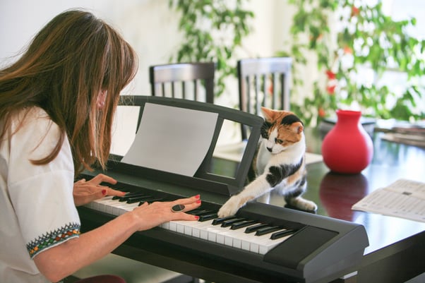 Cat hitting an electronic keyboard key while their human plays music.