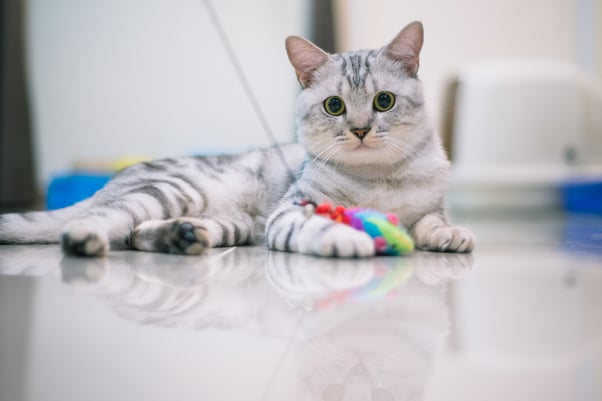 Fluffy kitten on the floor with a fishing rod toy.