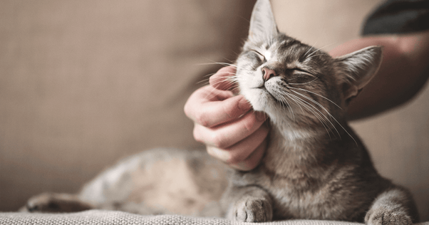 Tabby cat getting chin scratches from person