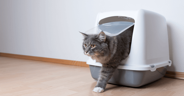 Fluffy grey cat stepping out of covered litter box