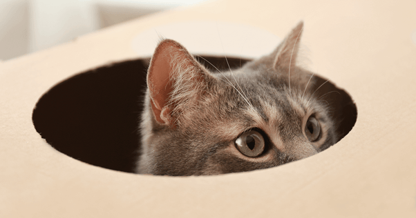 Grey tabby cat oeeking out of hole cut out of cardboard box