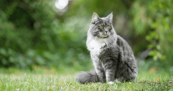 Fluffy grey and white cat sitting outdoors in grassy area