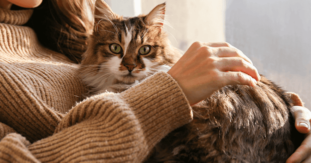 Cat laying in owner's arms being pet