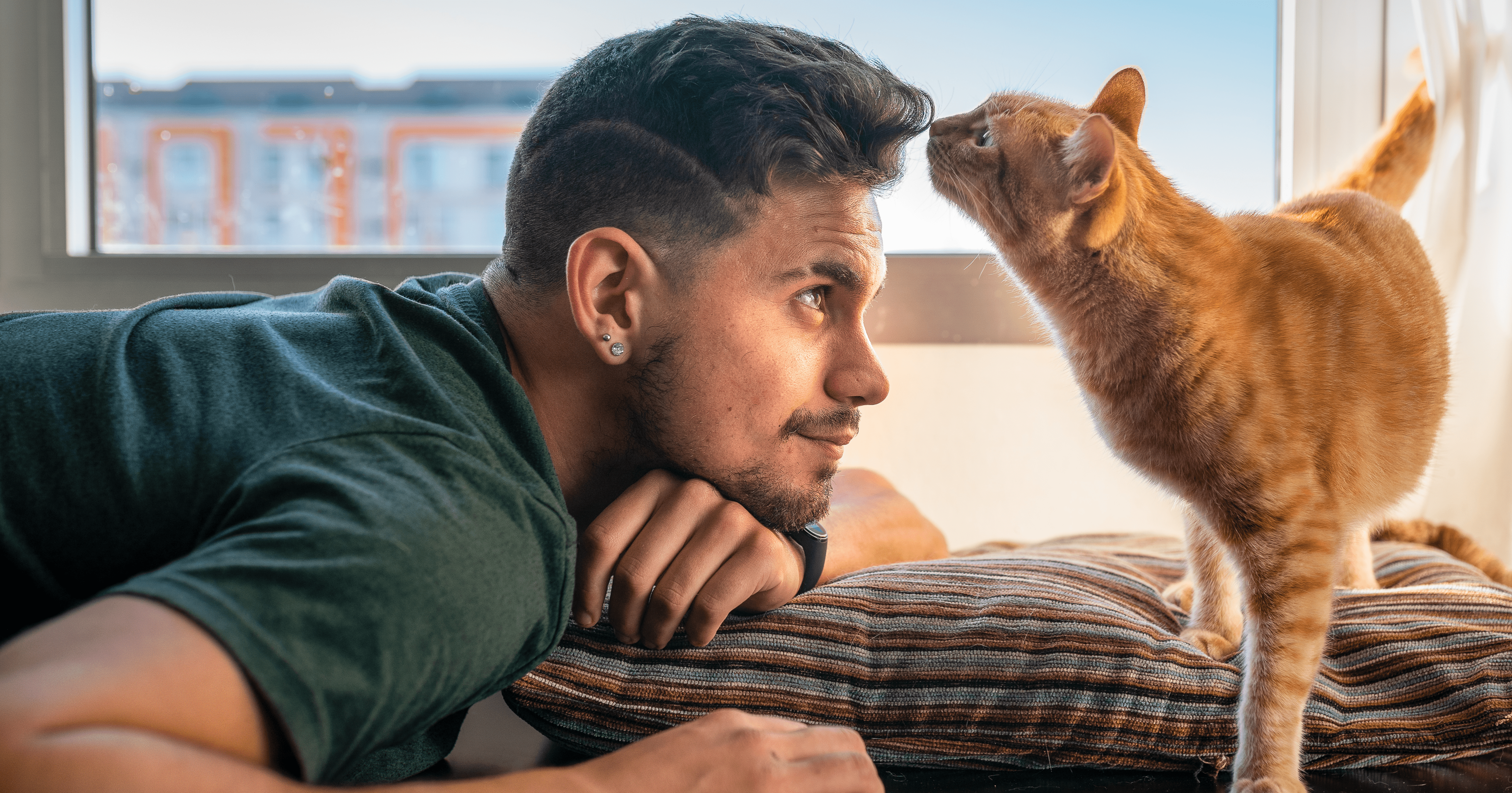Glückliche Katzen, so gehts