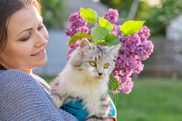 Woman holding a fluffy grey cat with a bouquet of pink flowers.
