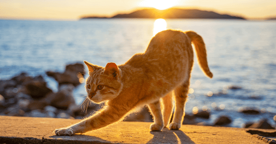 Orange tabby cat stretching outdoors in front of sunset at a lake