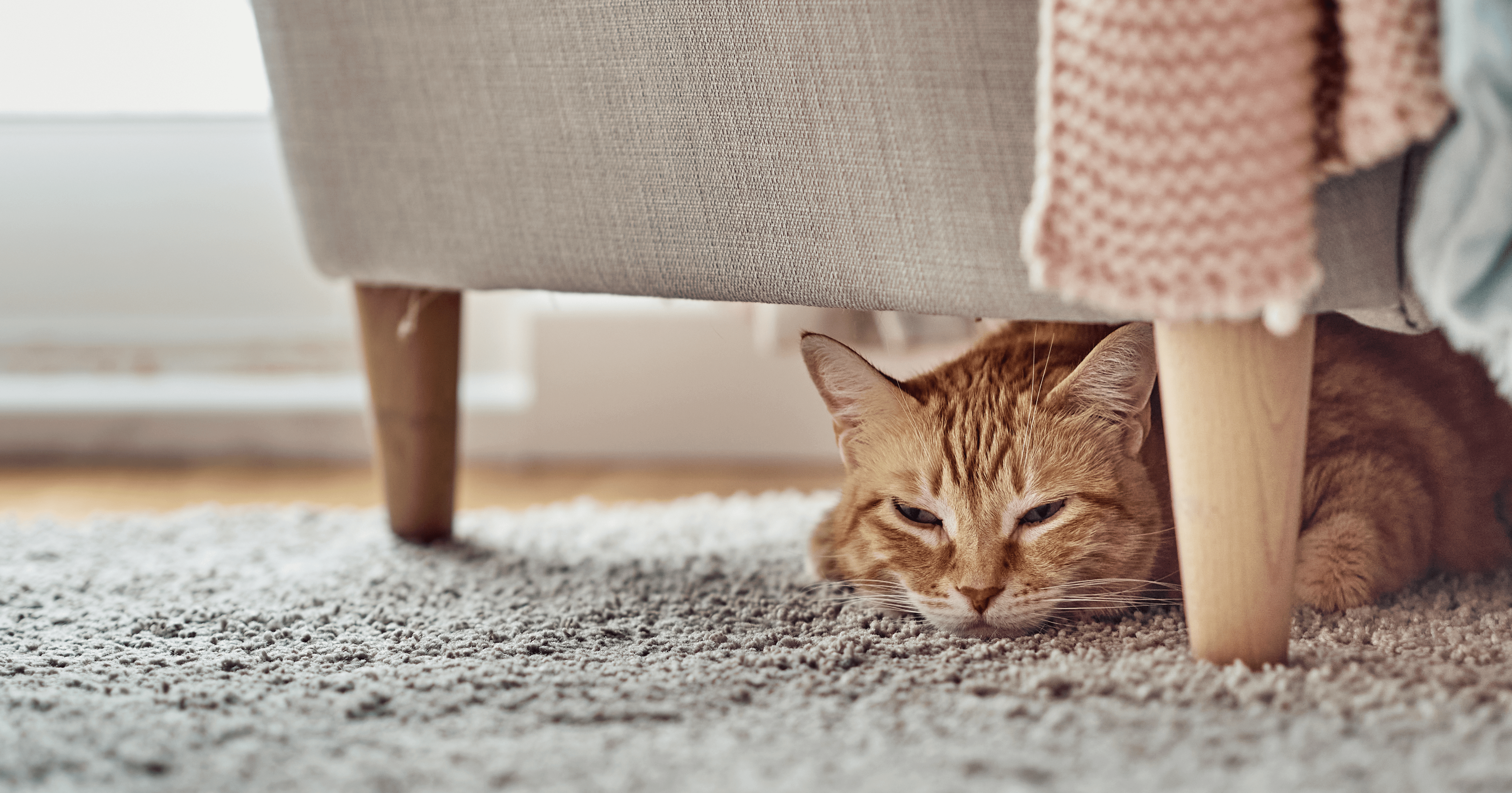 Orange tabby cat relaxing underneath lounge chair