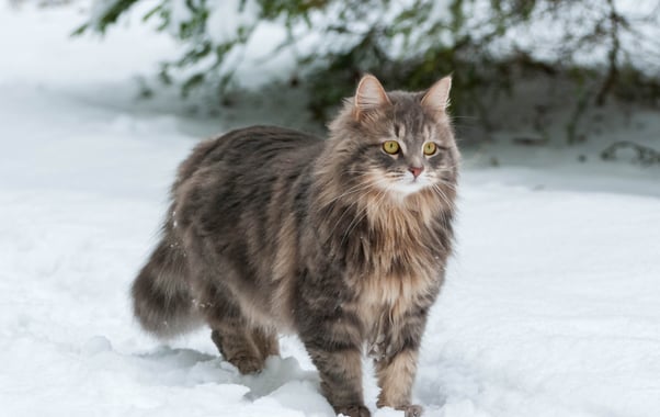 Fluffy brown tabby Siberian forest cat walking in snow.
