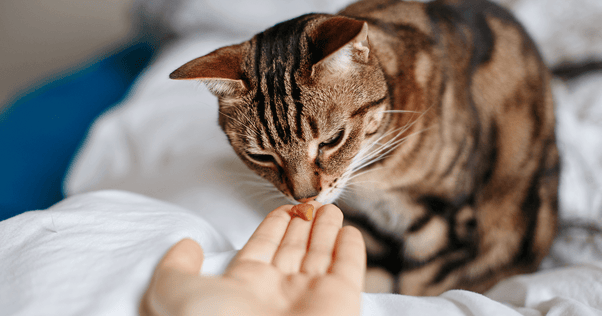 Cat eating kibble from a hand