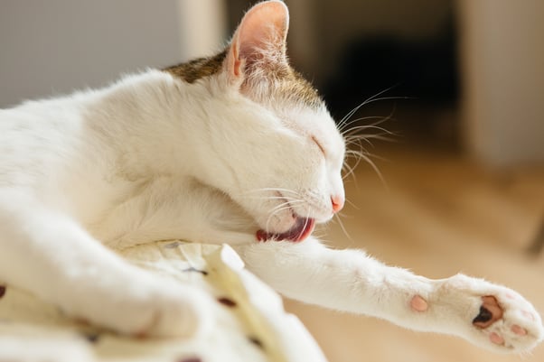 Cat grooming itself while laying down. 