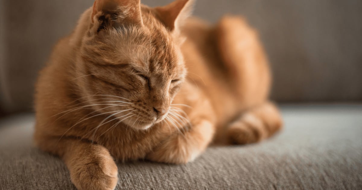 10 coole Fakten über Katzen