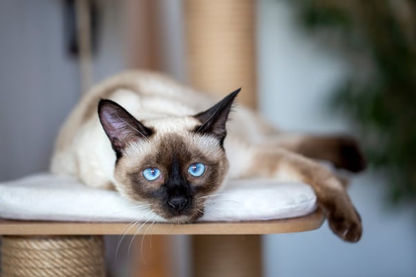 Blue-eyed Siamese cat lying down.