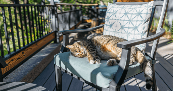 Tabby cat sleeping on chair outdoors