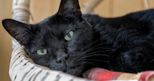 Bombay cat resting in a basket