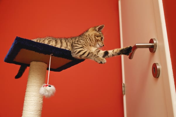 Kitten on scratching post reaching for door handle.  