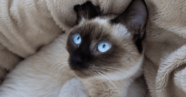 Siamese cat with bright blue eyes in blanket close up