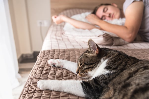 Cat sleeping on a bed with their paws stretched out and a human asleep behind them.