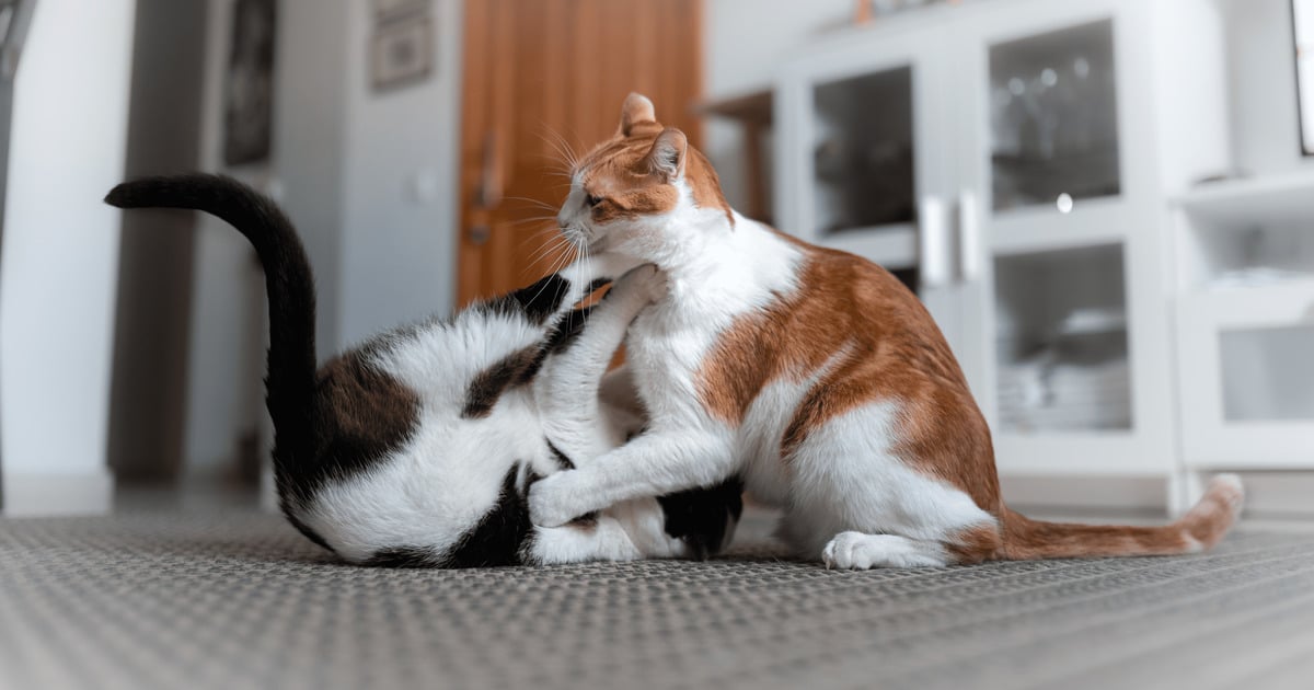 Katzen spielen oder kämpfen