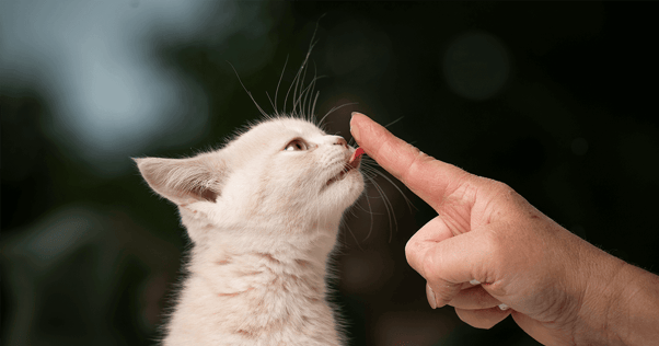 Small fluffy kitten licking outstretched finger
