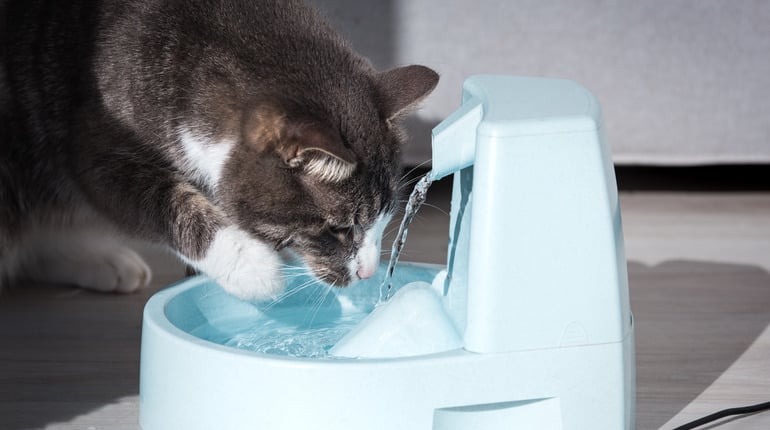 Katze trinkt aus Brunnen, Katze hasst Wasser, Katze liebt Wasser