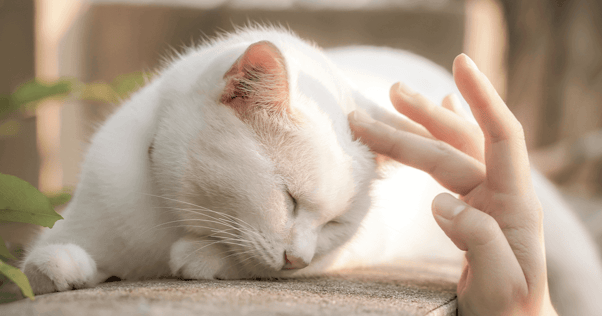 White cat laying on cement wall outdoors receiving a pet on the head