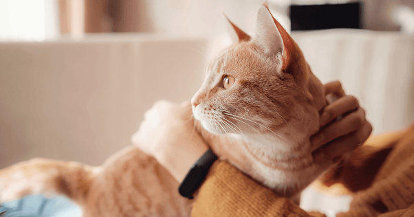 Alert cat on a human’s lap.