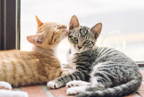 Ginger kitten grooming another kitten. 