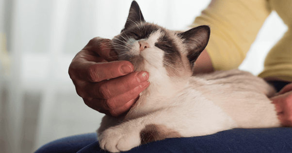 Siamese cat happily laying on someone's lap being pet
