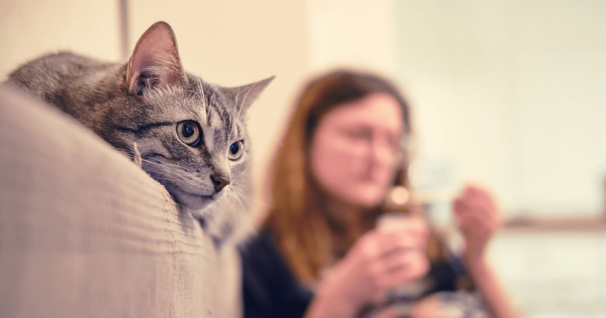 Katzenfilme