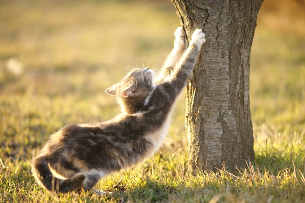 Small grey cat stretching against and scratching its claws on a tree outdoors.