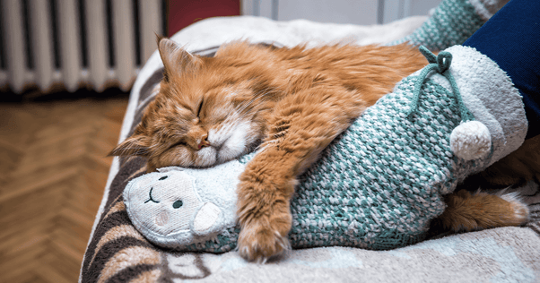 Large fluffy orange cat laying on bed snuggling with owner's foot in slipper
