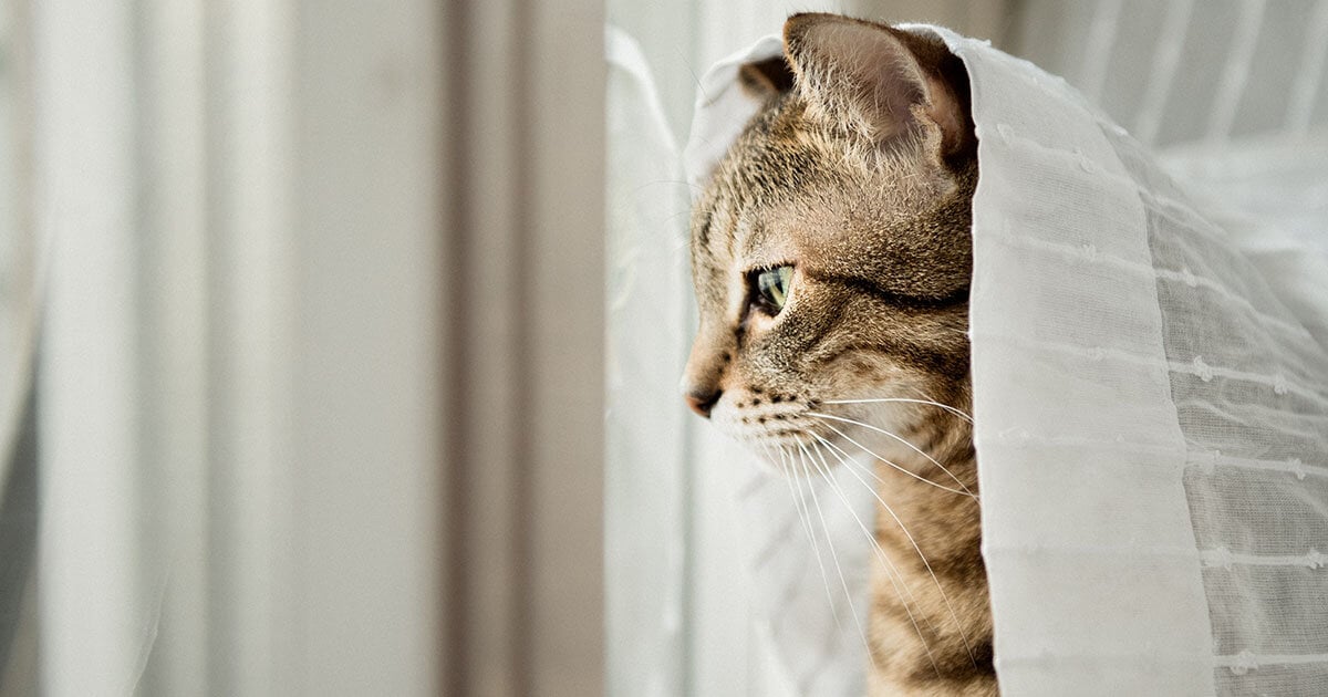 Ablakon kinéző macska a függöny takarásában 