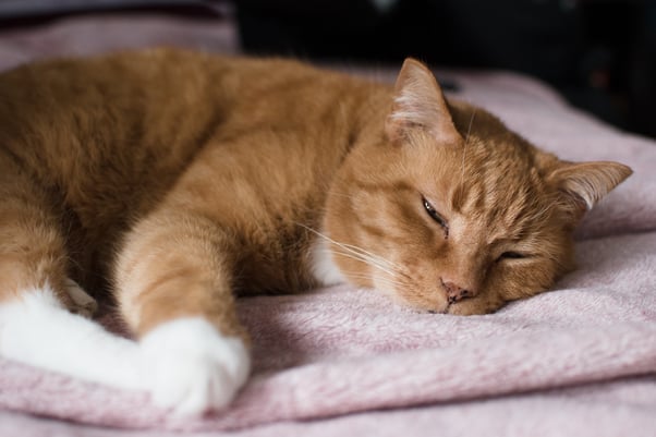Ginger cat sleeping on their bed.
