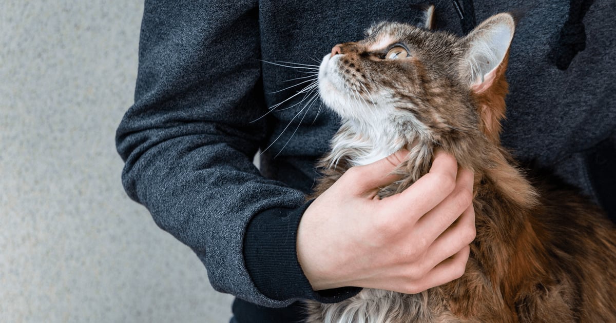 Maine Coon Katze