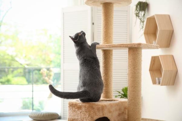 Grey cat climbing on a multilevel cat tree.