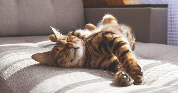 Bengal cat stretching out on couch in the sunlight