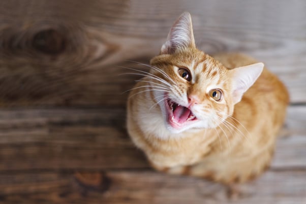 Tabby cat looking up meowing.