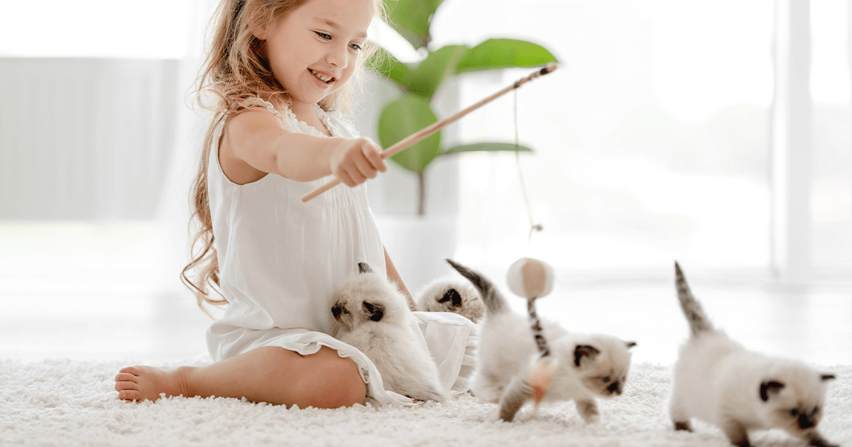 Little girl happily playing with ragdoll kittens
