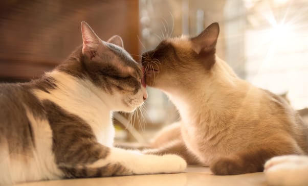 Two cats sat opposite each other, one licking the other’s face.