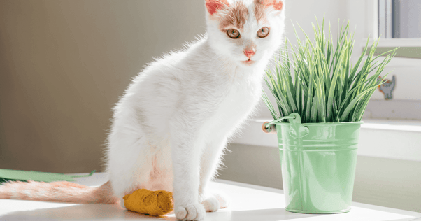 White and orange cat with cast on its back paw sitting beside indoor plant