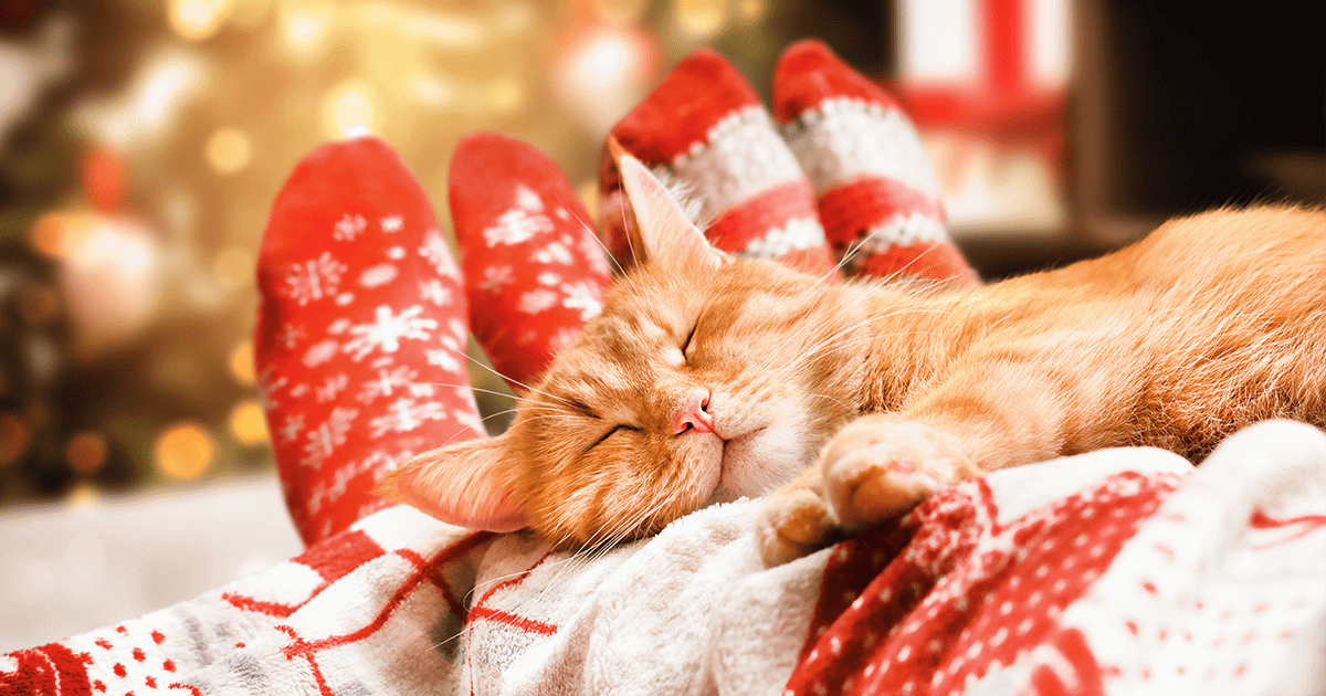 Orange tabby sleeping across Christmas blanket on owners' feet