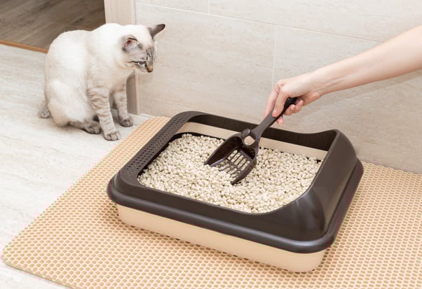 Human scooping a litter box while a white and grey cat watches on.