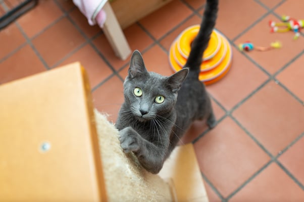 Cat using scratching post with toys around. 