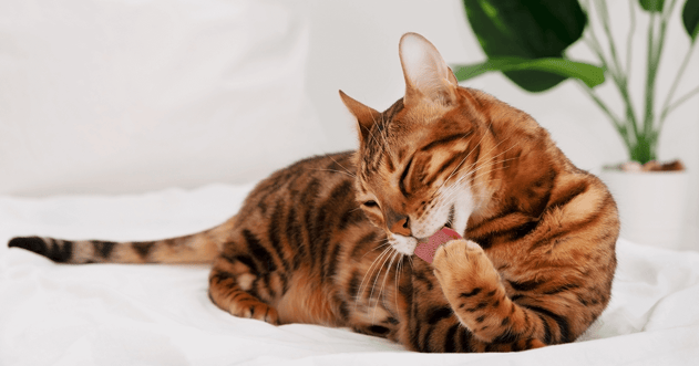 Bengal cat grooming itself.