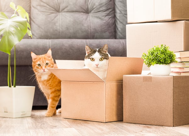 Two nervous looking cats in and around moving boxes in a house.